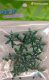 (image for) Tr Xmas Green 25grams